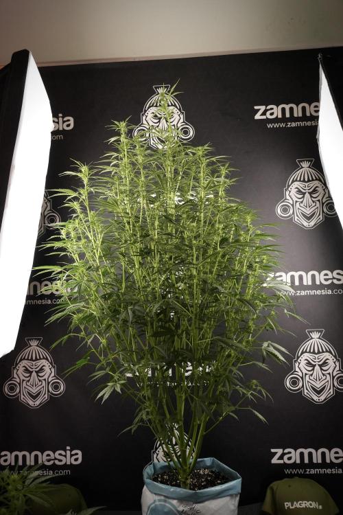 Cosmic Noodles a Zamnesia Dish. Week 8 - Cosmic Noodles The Big Walla