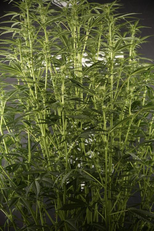 Cosmic Noodles a Zamnesia Dish. Week 8 - Cosmic Noodles The Big Walla