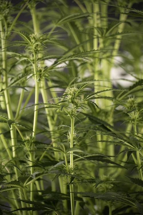 Cosmic Noodles a Zamnesia Dish. Week 8 - Cosmic Noodles The Big Walla