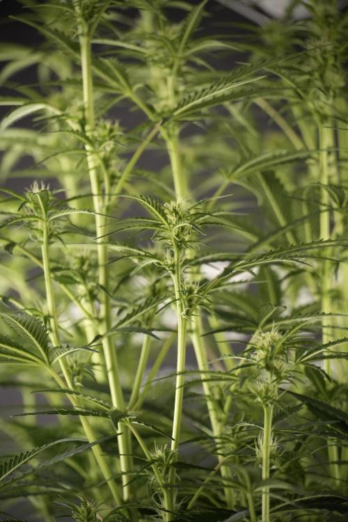 Cosmic Noodles a Zamnesia Dish. Week 8 - Cosmic Noodles The Big Walla