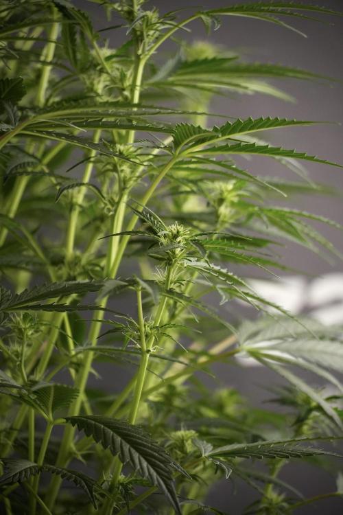 Cosmic Noodles a Zamnesia Dish. Week 8 - Cosmic Noodles The Big Walla