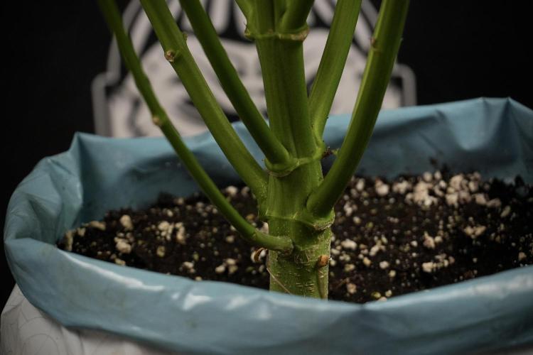 Cosmic Noodles a Zamnesia Dish. Week 8 - Cosmic Noodles The Big Walla