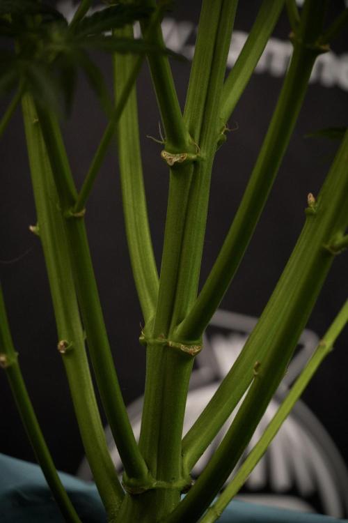 Cosmic Noodles a Zamnesia Dish. Week 8 - Cosmic Noodles The Big Walla