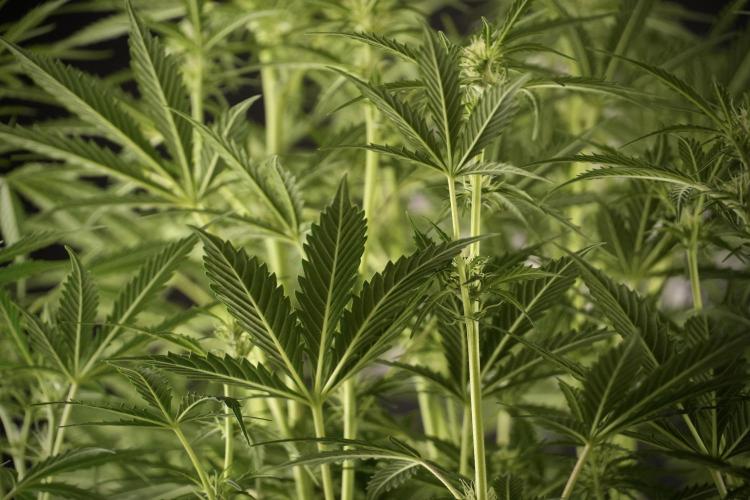 Cosmic Noodles a Zamnesia Dish. Week 8 - Cosmic Noodles The Big Walla