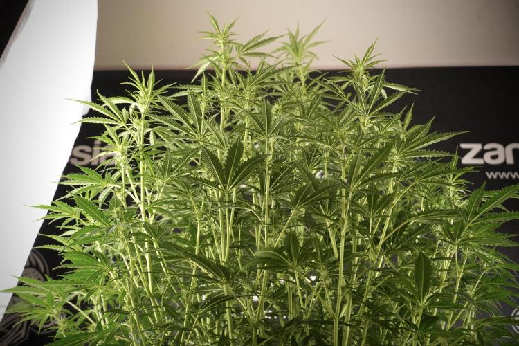 Cosmic Noodles a Zamnesia Dish. Week 8 - Cosmic Noodles The Big Walla