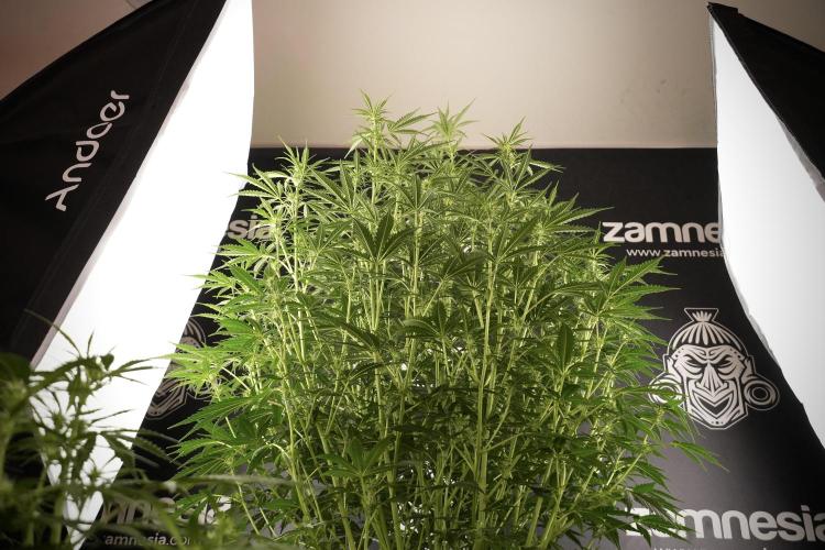 Cosmic Noodles a Zamnesia Dish. Week 8 - Cosmic Noodles The Big Walla