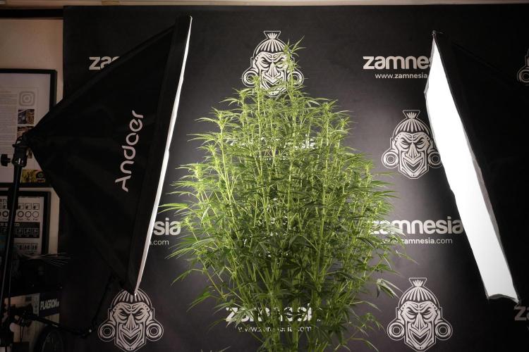 Cosmic Noodles a Zamnesia Dish. Week 8 - Cosmic Noodles The Big Walla