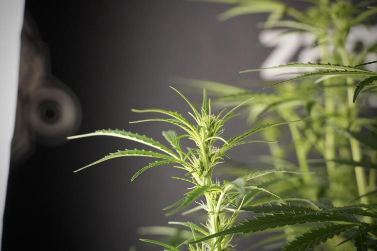 Cosmic Noodles a Zamnesia Dish. Week 8 - Cosmic Noodles The Big Walla