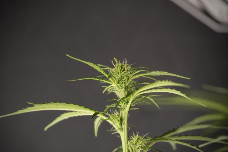 Cosmic Noodles a Zamnesia Dish. Week 8 - Cosmic Noodles The Big Walla