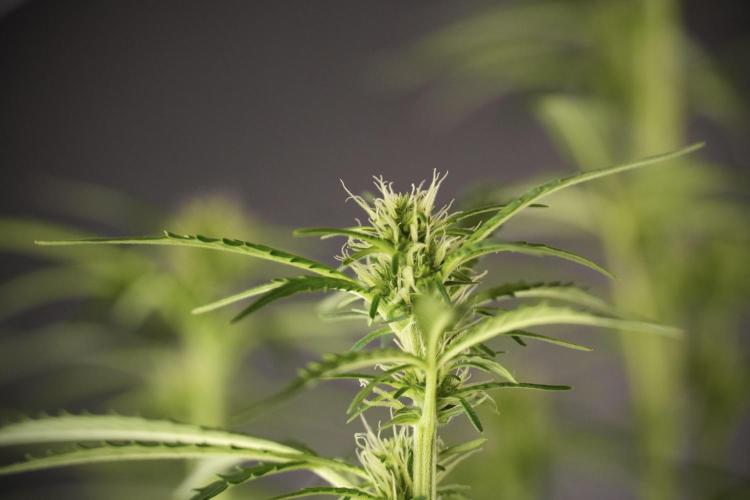 Cosmic Noodles a Zamnesia Dish. Week 8 - Cosmic Noodles The Big Walla