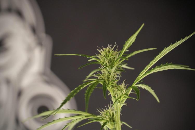 Cosmic Noodles a Zamnesia Dish. Week 8 - Cosmic Noodles The Big Walla