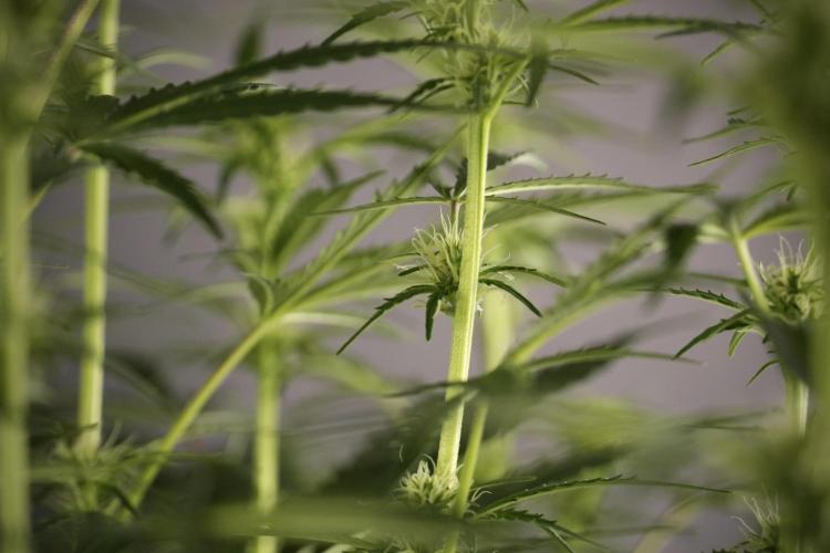 Cosmic Noodles a Zamnesia Dish. Week 8 - Cosmic Noodles The Big Walla