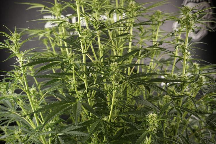 Cosmic Noodles a Zamnesia Dish. Week 8 - Cosmic Noodles The Big Walla