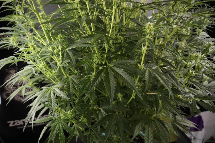 Cosmic Noodles a Zamnesia Dish. Week 8 - Cosmic Noodles The Big Walla