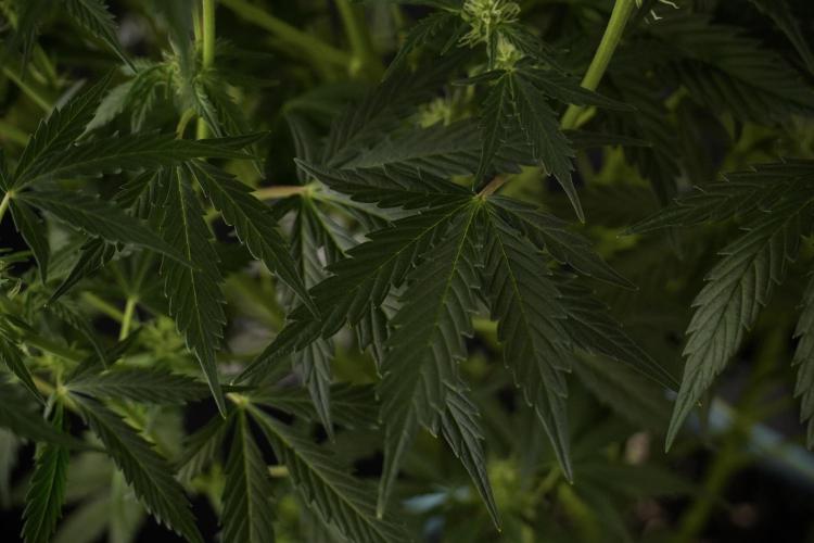 Cosmic Noodles a Zamnesia Dish. Week 8 - Cosmic Noodles The Big Walla