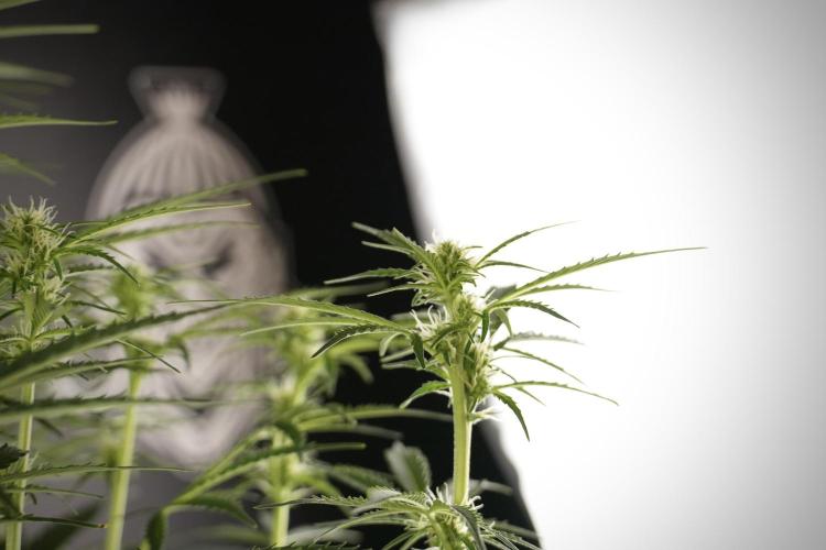 Cosmic Noodles a Zamnesia Dish. Week 8 - Cosmic Noodles The Big Walla