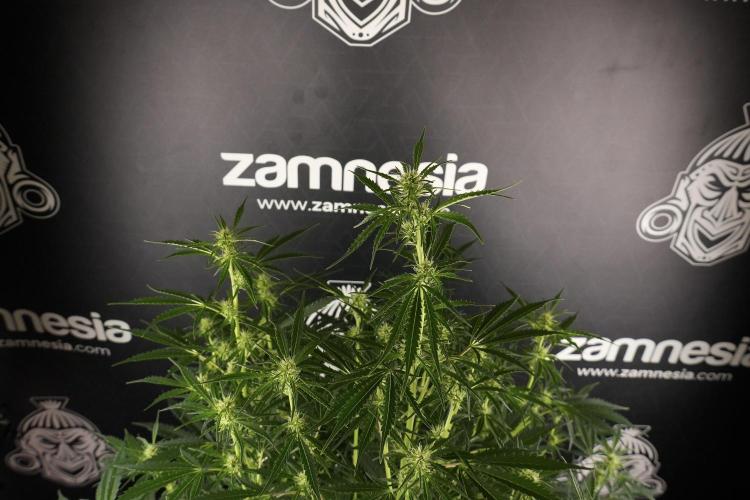 Cosmic Noodles a Zamnesia Dish. Week 8 - Cosmic Noodles The Big Walla