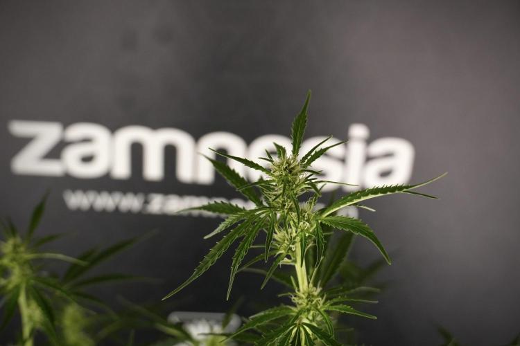 Cosmic Noodles a Zamnesia Dish. Week 8 - Cosmic Noodles The Big Walla