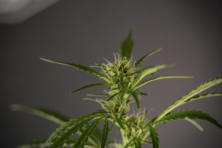 Cosmic Noodles a Zamnesia Dish. Week 8 - Cosmic Noodles The Big Walla