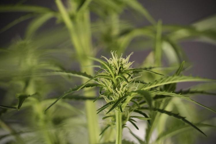 Cosmic Noodles a Zamnesia Dish. Week 8 - Cosmic Noodles The Big Walla