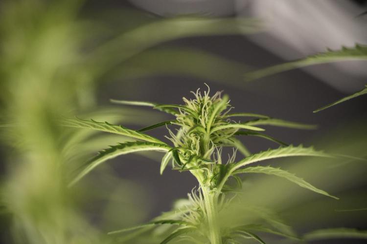 Cosmic Noodles a Zamnesia Dish. Week 8 - Cosmic Noodles The Big Walla