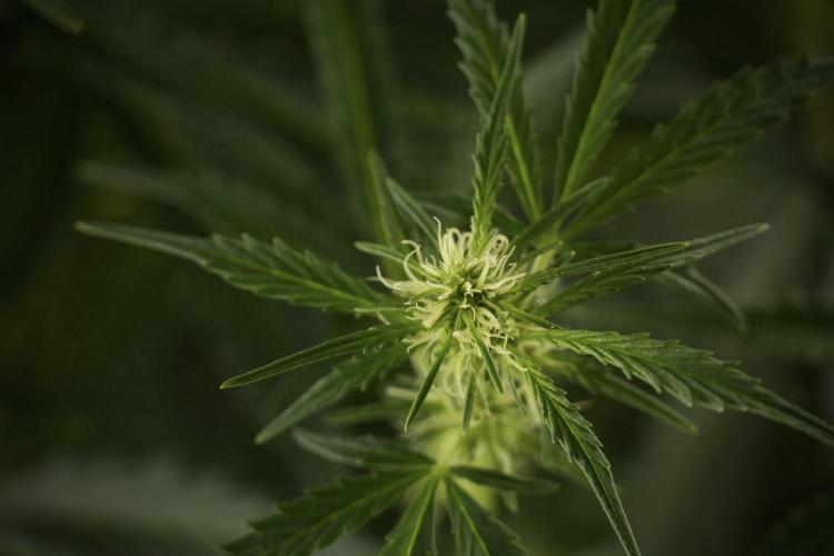 Cosmic Noodles a Zamnesia Dish. Week 8 - Cosmic Noodles The Big Walla