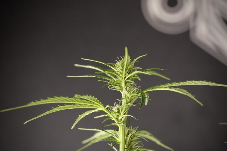 Cosmic Noodles a Zamnesia Dish. Week 8 - Cosmic Noodles The Big Walla