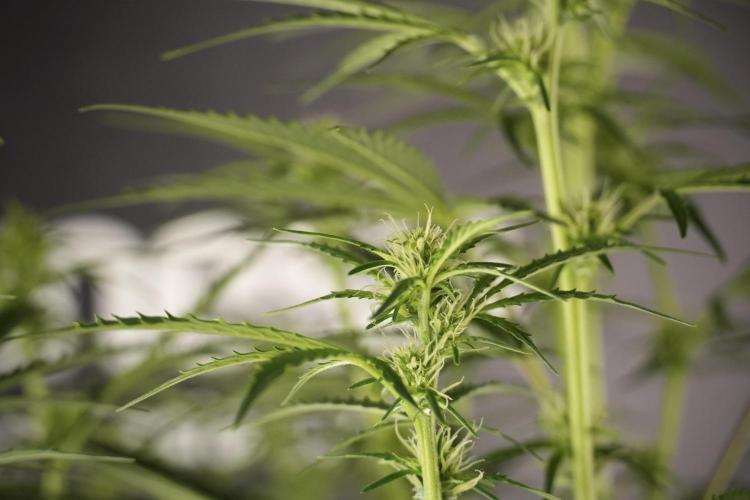 Cosmic Noodles a Zamnesia Dish. Week 8 - Cosmic Noodles The Big Walla