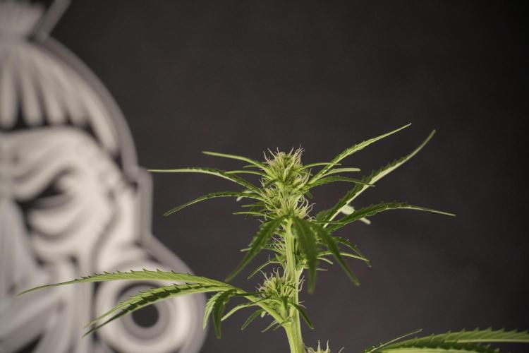 Cosmic Noodles a Zamnesia Dish. Week 8 - Cosmic Noodles The Big Walla