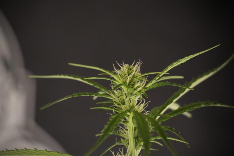 Cosmic Noodles a Zamnesia Dish. Week 8 - Cosmic Noodles The Big Walla