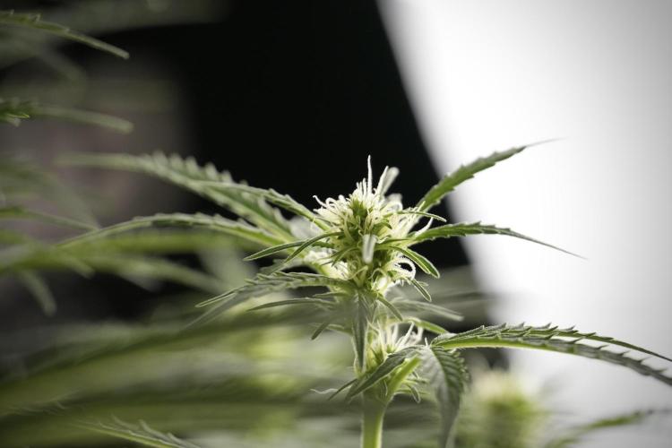 Cosmic Noodles a Zamnesia Dish. Week 8 - Cosmic Noodles The Big Walla