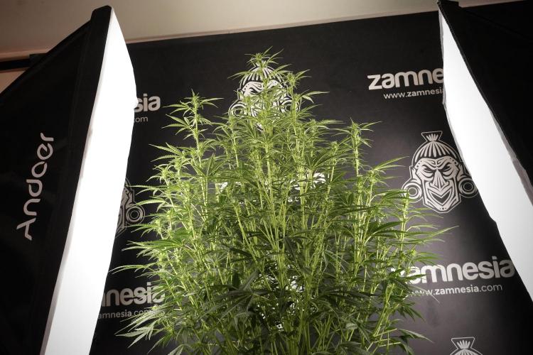 Cosmic Noodles a Zamnesia Dish. Week 8 - Cosmic Noodles The Big Walla