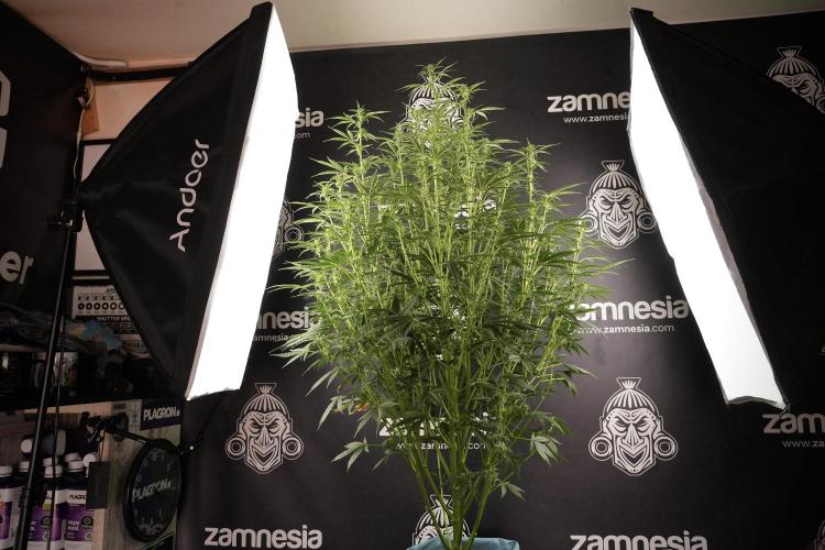 Cosmic Noodles a Zamnesia Dish. Week 8 - Cosmic Noodles The Big Walla