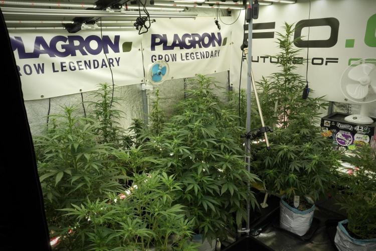 Cosmic Noodles a Zamnesia Dish. Week 8 - Room And Vibes