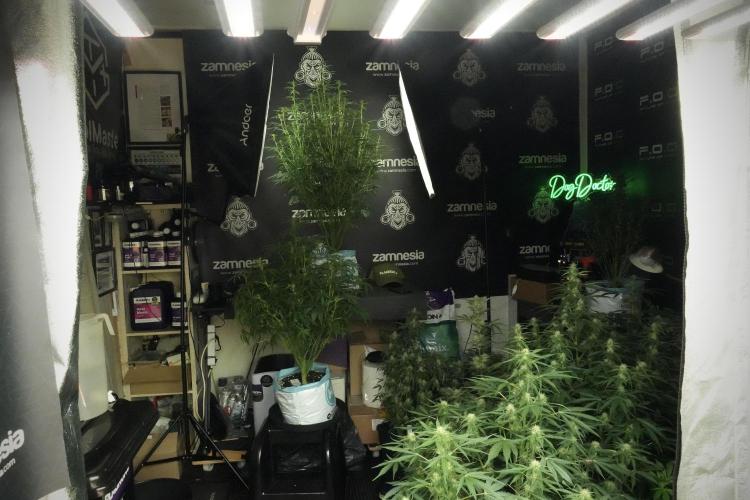 Cosmic Noodles a Zamnesia Dish. Week 8 - Room And Vibes