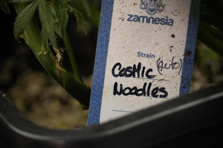 Cosmic Noodles a Zamnesia Dish. Week 8 - Cosmic Noodles The Overwatered One