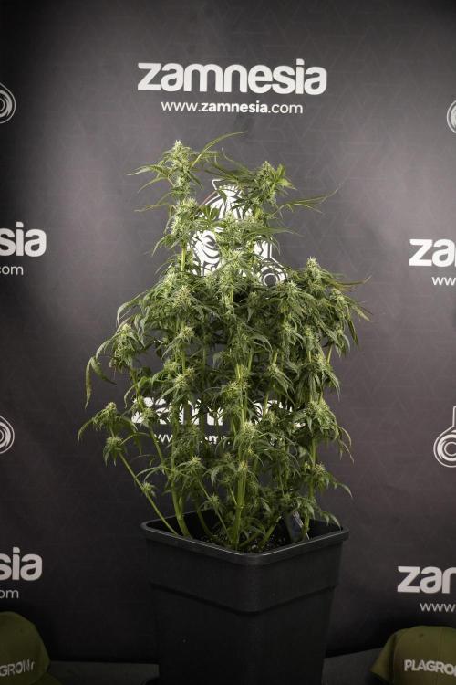 Cosmic Noodles a Zamnesia Dish. Week 8 - Cosmic Noodles The Overwatered One