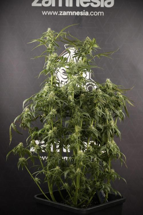 Cosmic Noodles a Zamnesia Dish. Week 8 - Cosmic Noodles The Overwatered One