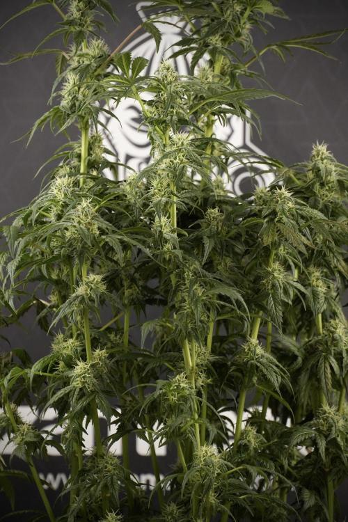 Cosmic Noodles a Zamnesia Dish. Week 8 - Cosmic Noodles The Overwatered One