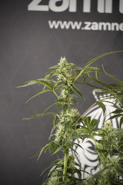 Cosmic Noodles a Zamnesia Dish. Week 8 - Cosmic Noodles The Overwatered One