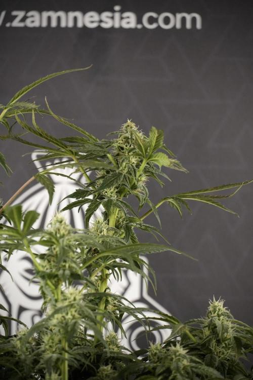 Cosmic Noodles a Zamnesia Dish. Week 8 - Cosmic Noodles The Overwatered One