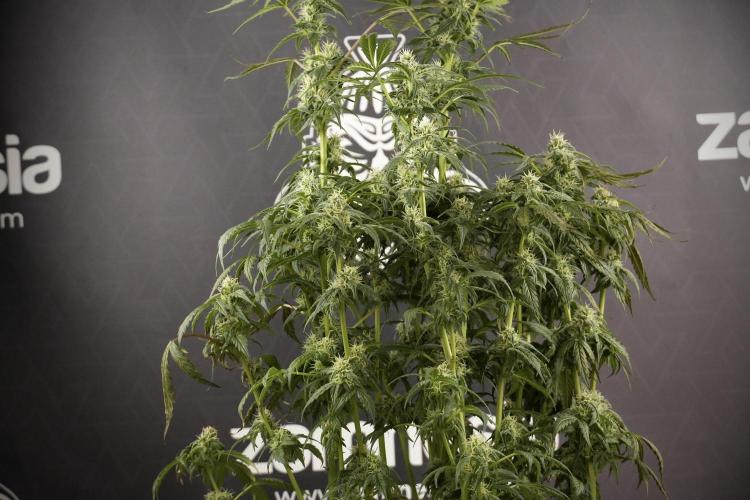 Cosmic Noodles a Zamnesia Dish. Week 8 - Cosmic Noodles The Overwatered One