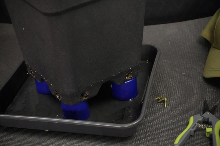 Cosmic Noodles a Zamnesia Dish. Week 8 - Cosmic Noodles The Overwatered One