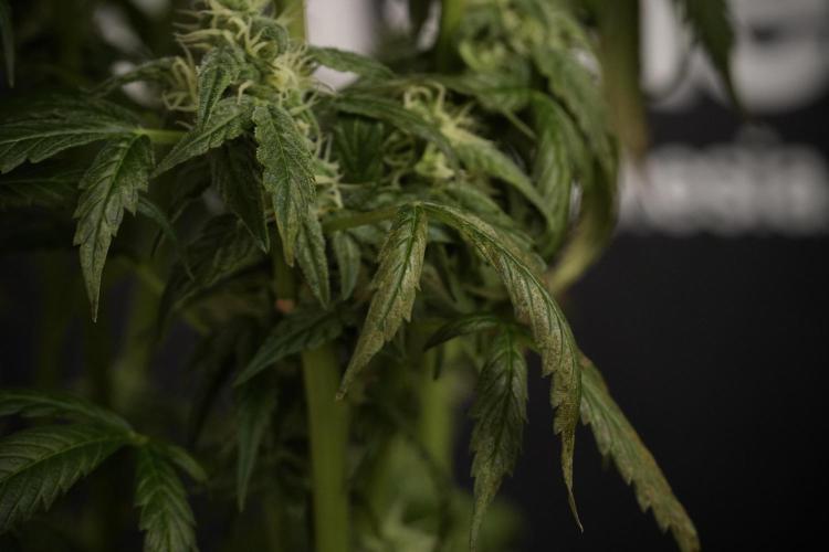 Cosmic Noodles a Zamnesia Dish. Week 8 - Cosmic Noodles The Overwatered One