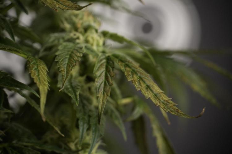 Cosmic Noodles a Zamnesia Dish. Week 8 - Cosmic Noodles The Overwatered One