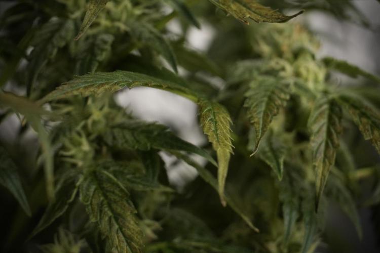 Cosmic Noodles a Zamnesia Dish. Week 8 - Cosmic Noodles The Overwatered One