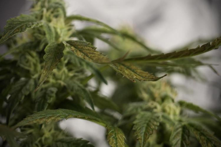 Cosmic Noodles a Zamnesia Dish. Week 8 - Cosmic Noodles The Overwatered One