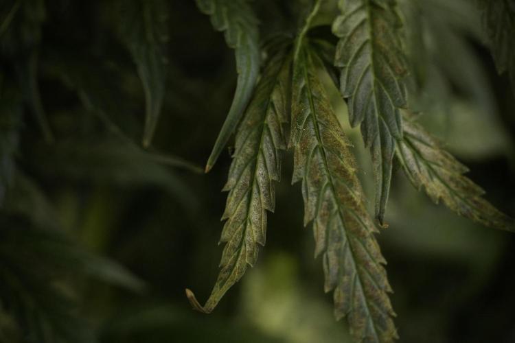 Cosmic Noodles a Zamnesia Dish. Week 8 - Cosmic Noodles The Overwatered One