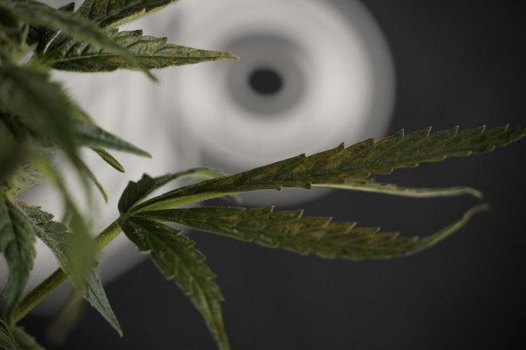 Cosmic Noodles a Zamnesia Dish. Week 8 - Cosmic Noodles The Overwatered One