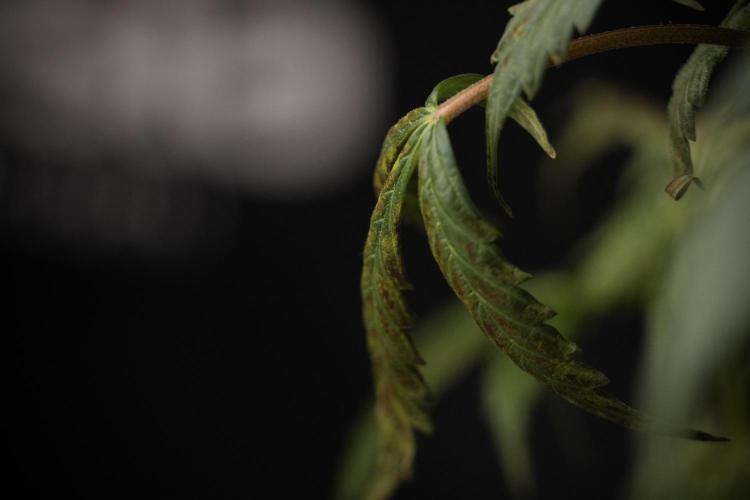 Cosmic Noodles a Zamnesia Dish. Week 8 - Cosmic Noodles The Overwatered One